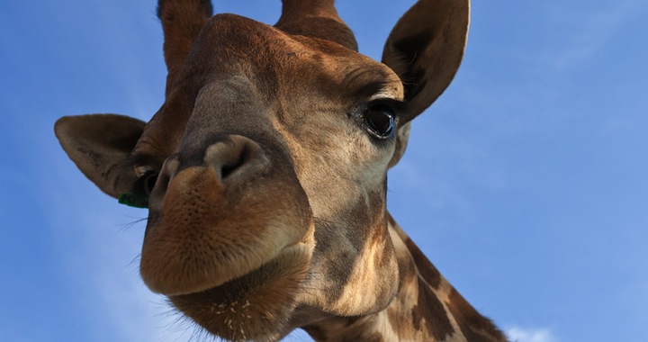 Riddles,  Giraffes,  and Jesus