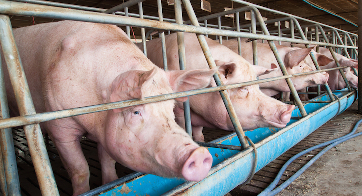 Pearls In the Pigsty? Contact Without Fellowship in An Internet Age