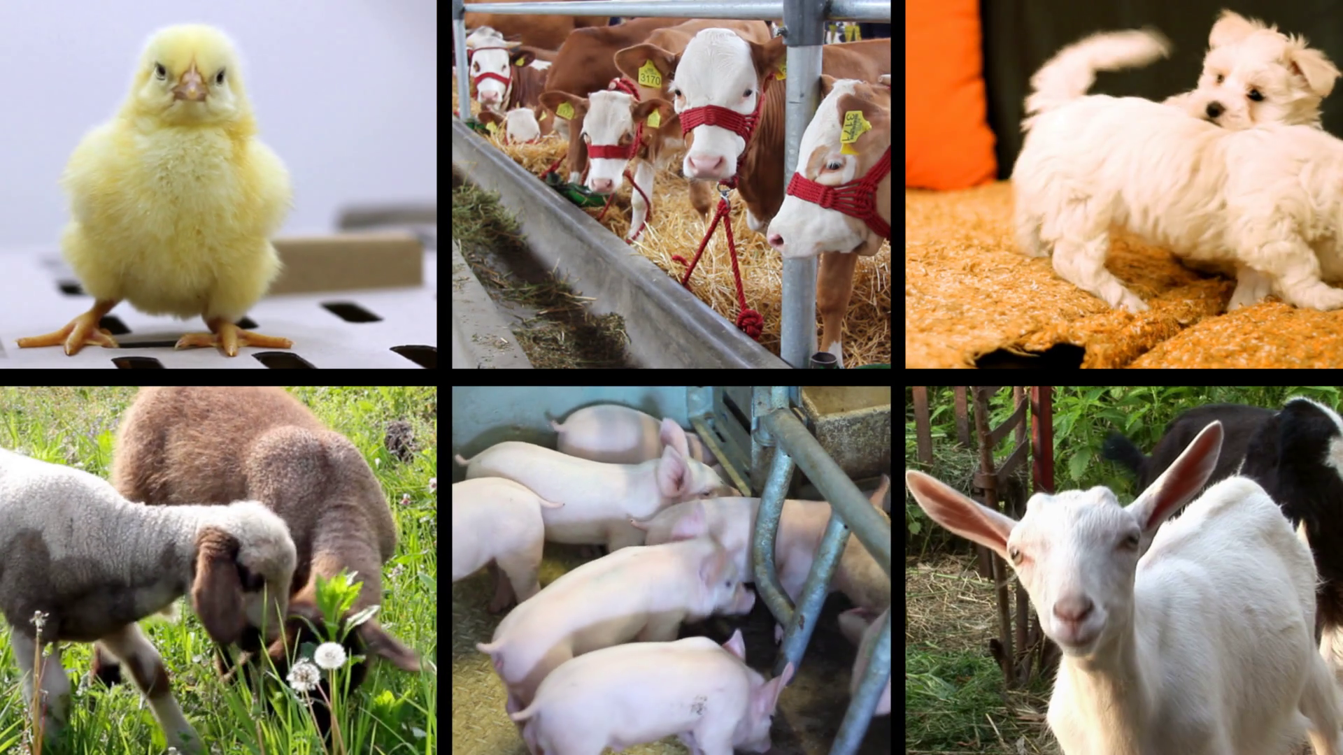 Creation Groans: Why Red Letter Christians Should Care About Animals