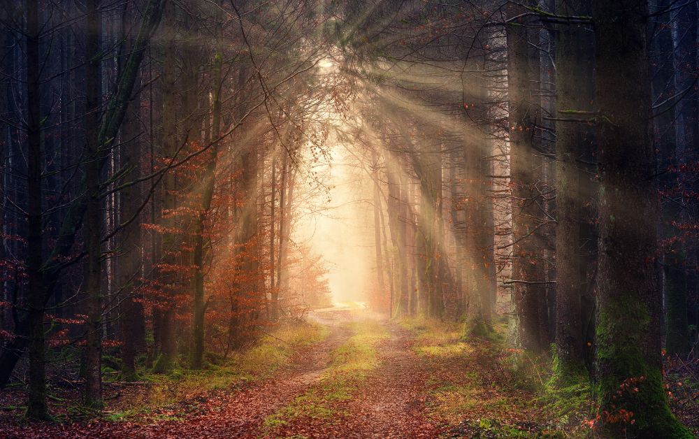 Rays of Light in Sorrow