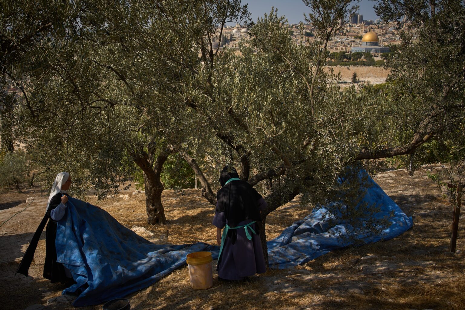 On Mount of Olives where Jesus Prayed, Monks and Nuns Keep Harvesting Olives
